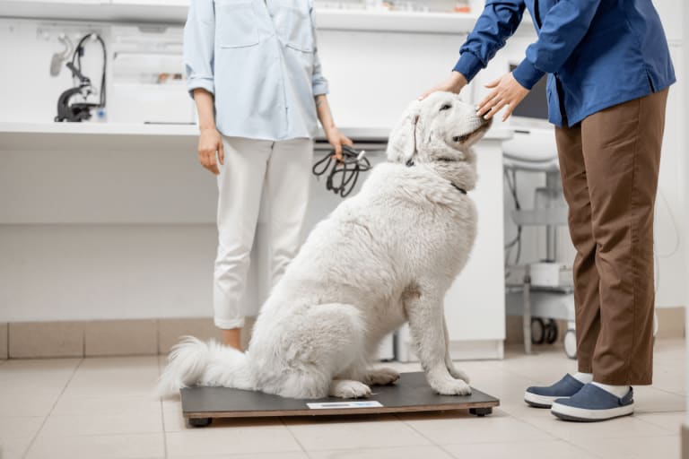 Pet supermarket dog discount crates
